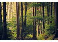 Arborists & Tree Service Machinery For Sale | SGGM